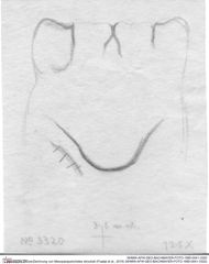 Historische Skizze/Zeichnung von Mesoparapylocheles strouhali (Fraaije et al., 2019) (NHMW-AFW-GEO-BACHMAYER-FOTO-1990-0041-3320)